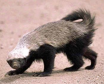 Picture of Honey badger